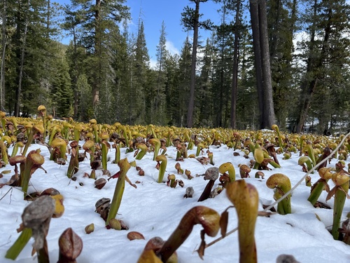 Darlingtonia californica (California pitcher plant)