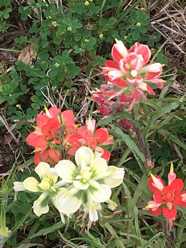 Castilleja indivisa (Texas Paintbrush)