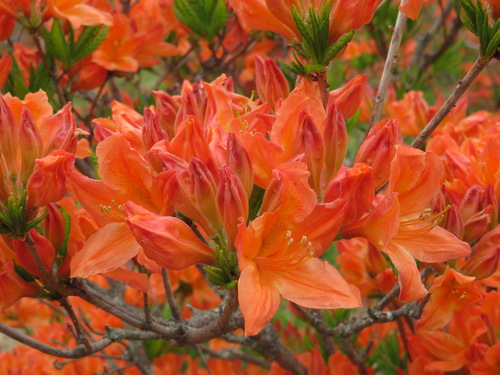 Rhododendron japonicum (Japanese azalea)