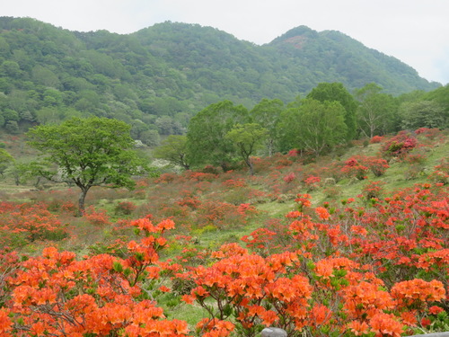 Rhododendron japonicum (Japanese azalea)