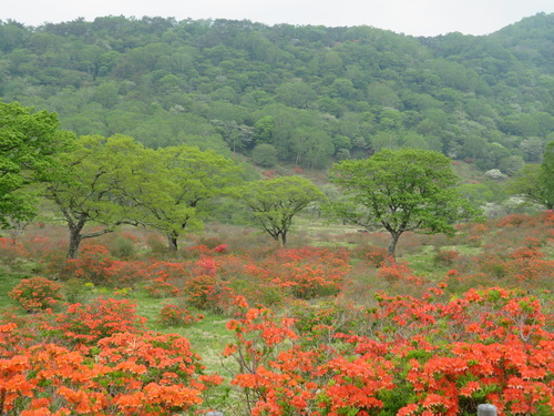 Rhododendron japonicum (Japanese azalea)