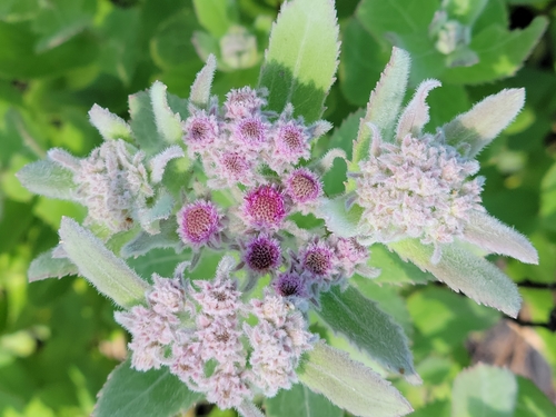 Pluchea baccharis (Rosy Camphorweed) (alternate view 3)