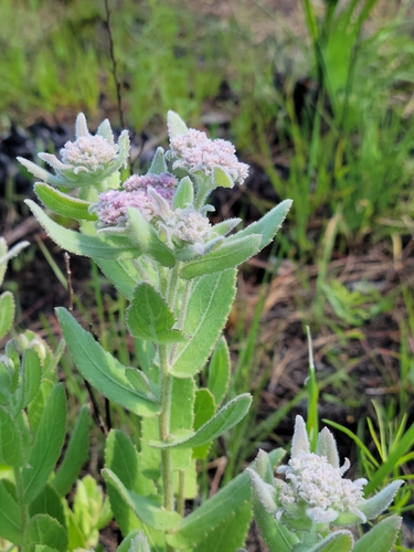 Pluchea baccharis (Rosy Camphorweed) (alternate view 4)