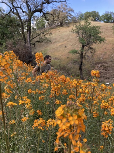 Erysimum capitatum (Western Wallflower)