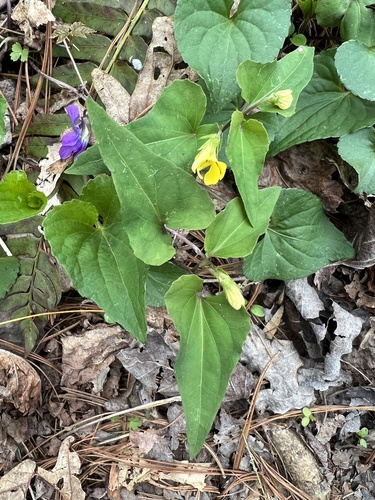 Viola hastata (Halberd-leaved violet) (alternate view 8)