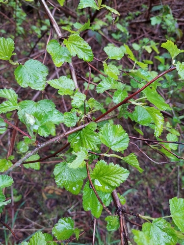 Holodiscus discolor (ocean spray) (alternate view 4)