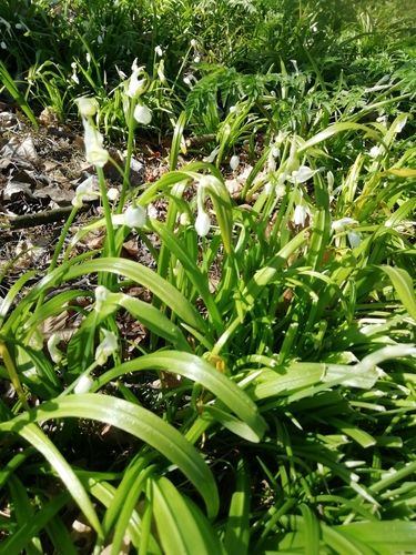 Allium paradoxum (Few-flowered Leek)