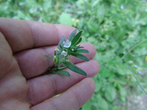 Buglossoides arvensis (corn gromwell) (alternate view 5)