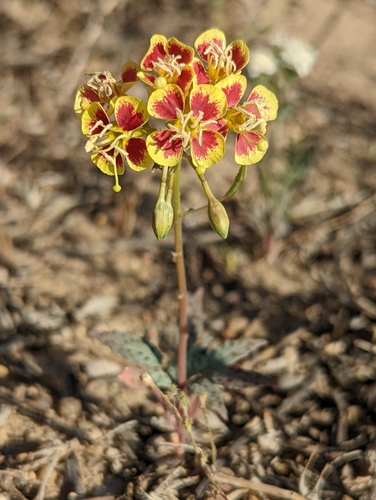 Chylismia claviformis (Browneyes) (alternate view 6)