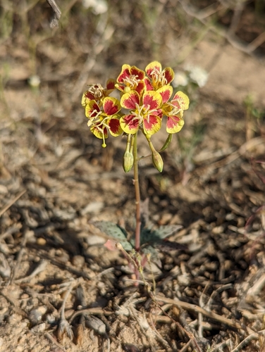 Chylismia claviformis (Browneyes) (alternate view 7)