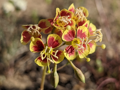 Chylismia claviformis (Browneyes) (alternate view 8)