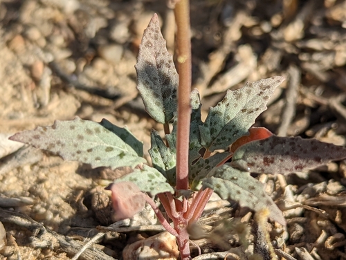 Chylismia claviformis (Browneyes) (alternate view 9)