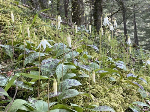 Erythronium oregonum (Oregon fawn lily)