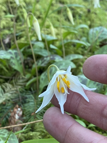 Erythronium oregonum (Oregon fawn lily) (alternate view 2)