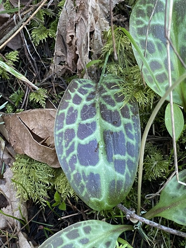 Erythronium oregonum (Oregon fawn lily) (alternate view 3)