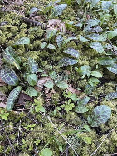 Erythronium oregonum (Oregon fawn lily) (alternate view 4)