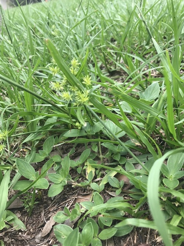 Cyperus croceus (Baldwin's Flatsedge) (alternate view 3)