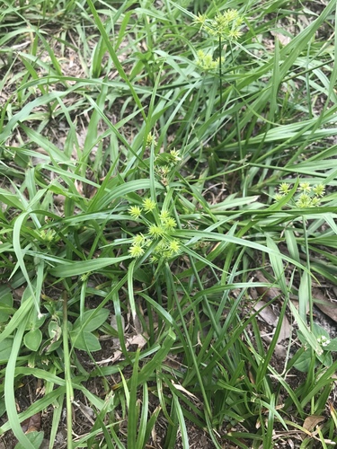 Cyperus croceus (Baldwin's Flatsedge) (alternate view 2)