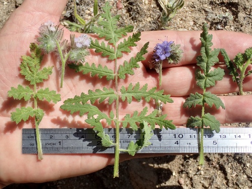 Phacelia cicutaria (caterpillar scorpionweed) (alternate view 8)