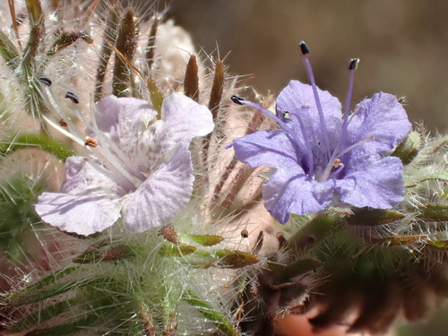 Phacelia cicutaria (caterpillar scorpionweed) (alternate view 9)