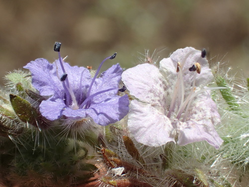 Phacelia cicutaria (caterpillar scorpionweed) (alternate view 10)