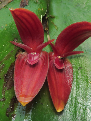 Pleurothallis (alternate view 4)