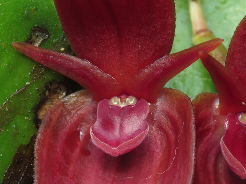 Pleurothallis (alternate view 5)