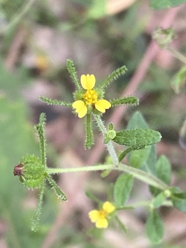 Sigesbeckia orientalis (Eastern St Paul's-wort)