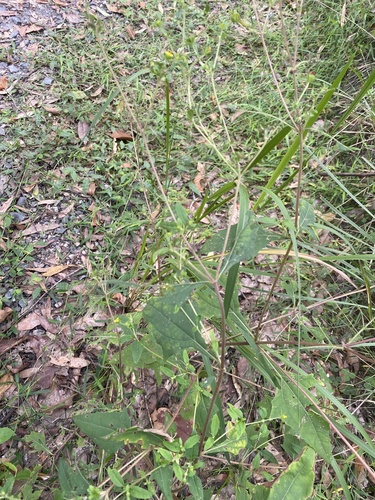 Sigesbeckia orientalis (Eastern St Paul's-wort) (alternate view 2)