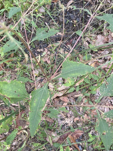 Sigesbeckia orientalis (Eastern St Paul's-wort) (alternate view 3)