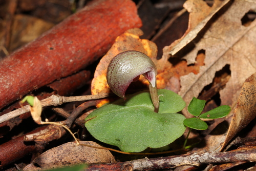 Corybas aconitiflorus (Spurred Helmet-orchid) (alternate view 5)
