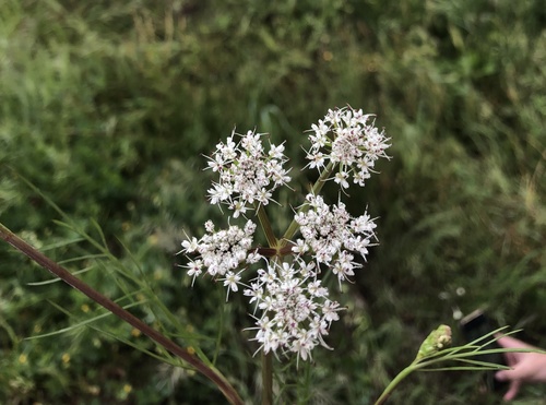 Oenanthe crocata (Hemlock Water-dropwort)