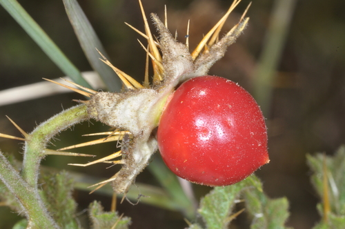 Solanum sisymbriifolium (Red Buffalo-bur) (alternate view 4)