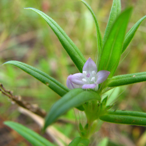 Hexasepalum teres (rough buttonweed)