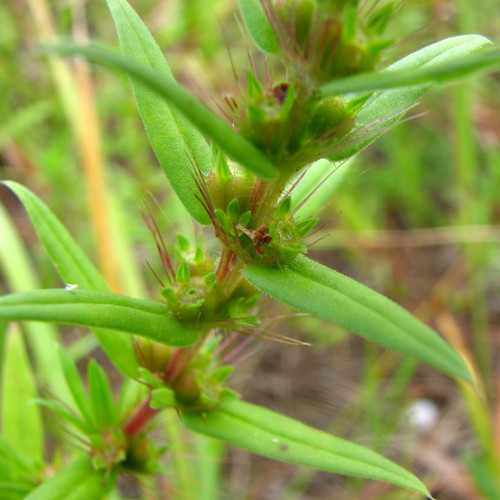 Hexasepalum teres (rough buttonweed) (alternate view 2)