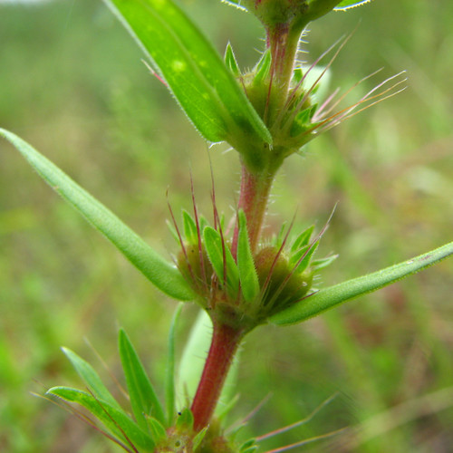 Hexasepalum teres (rough buttonweed) (alternate view 3)