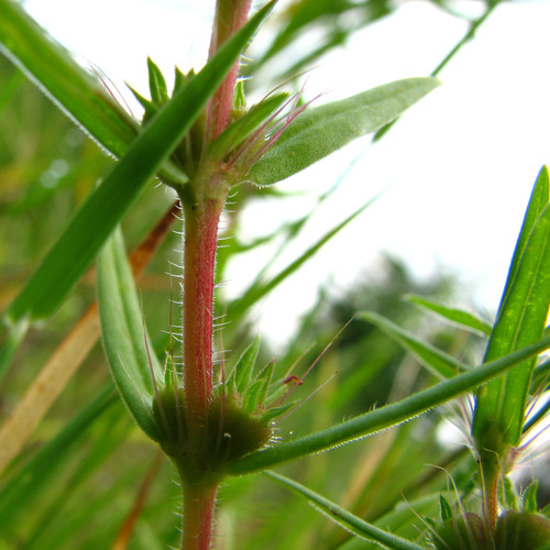 Hexasepalum teres (rough buttonweed) (alternate view 4)