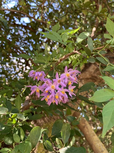 Solanum seaforthianum (Brazilian Nightshade) (alternate view 3)