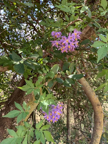 Solanum seaforthianum (Brazilian Nightshade) (alternate view 4)