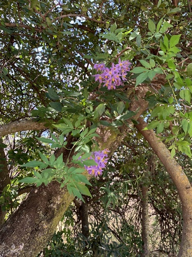 Solanum seaforthianum (Brazilian Nightshade) (alternate view 5)