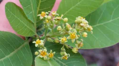 Cotinus obovatus (American Smoke Tree) (alternate view 3)