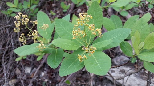 Cotinus obovatus (American Smoke Tree)