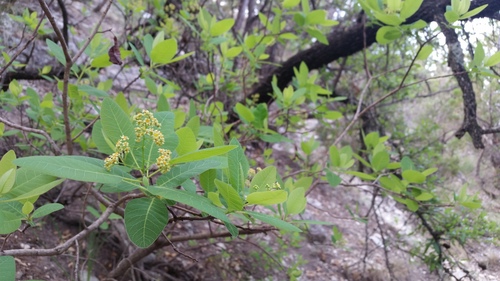 Cotinus obovatus (American Smoke Tree) (alternate view 2)