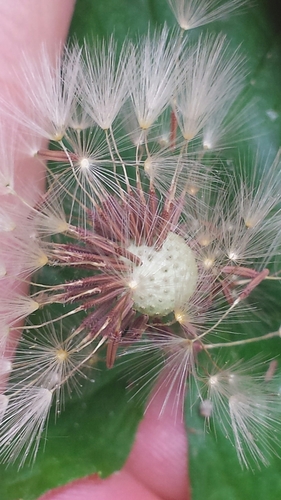 Taraxacum erythrospermum (red-seeded dandelion)