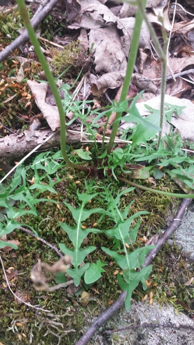 Taraxacum erythrospermum (red-seeded dandelion) (alternate view 2)