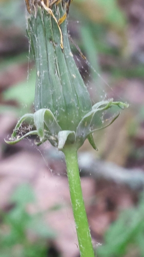 Taraxacum erythrospermum (red-seeded dandelion) (alternate view 4)