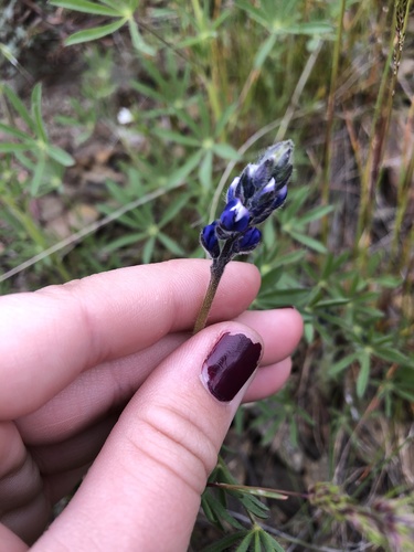 Lupinus bicolor (Miniature Lupine)