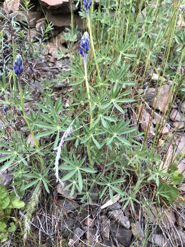 Lupinus bicolor (Miniature Lupine)