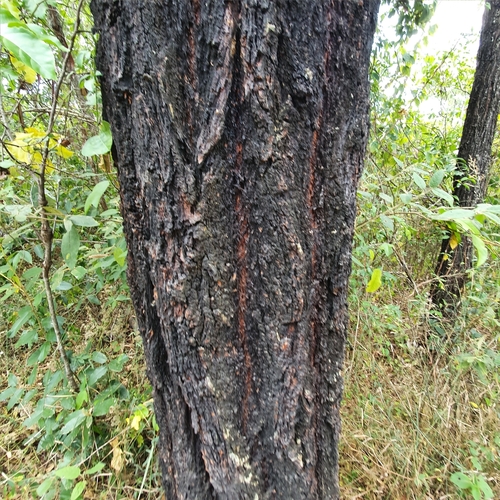 Eucalyptus crebra (Narrow-leaved Red Ironbark) (alternate view 3)