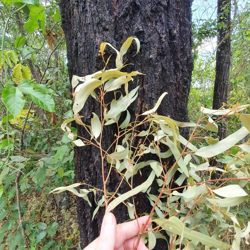 Eucalyptus crebra (Narrow-leaved Red Ironbark) (alternate view 4)